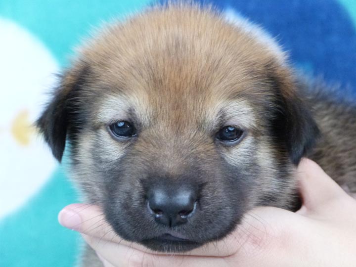 chinook puppy